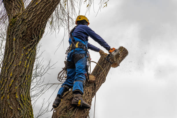 Best Tree Root Removal  in USA